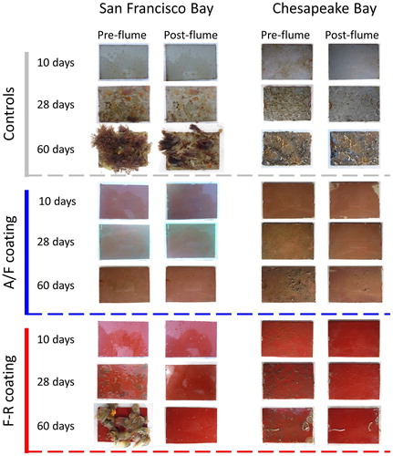 Figure 4. Photographs of biofouling panels before- and after-flume processing. Representative examples of panels for 10-, 28- and 60-days immersion periods are shown by coating treatment (controls, A/F, and F-R). Paired images show the same panel before (left) and after (right) being subjected to the flume.