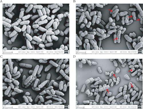 Figure 3 SEM images of CRPA-3 processed by AS101 and mefloquine. (A) BHI blank control at 15 000x magnetization (B) Mefloquine at 15 000x magnetization (C) AS101 at 15 000x magnetization (D) Mefloquine–AS101 combination at 15 000x magnetization. The red arrows indicate the holes in the bacterial cell wall.