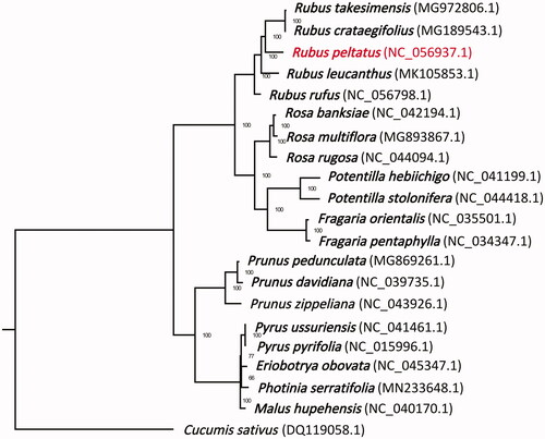 Figure 1. Maximum-likelihood tree of Rosaceae based on complete chloroplast genome, with Cucumis sativus as outgroup. The Rubus peltatus Maxim. is marked in red and bootstrap support values are shown next to the nodes.