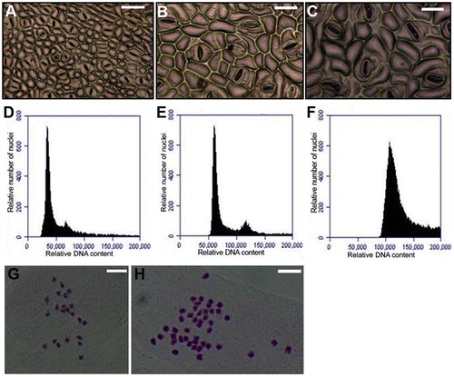 Figure 1. Identification of polyploid J. curcas. (A–C) Stomata of (A) diploid, (B) tetraploid, and (C) octoploid leaves. Bars = 50 μm. (D–F) Flow cytometry (FCM) analysis of (D) diploid, (E) tetraploid, and (F) octoploid nuclei. (G, H) Chromosomes of (G) the diploid and (H) the tetraploid. Bars = 5 μm.