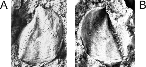 Fig. 13. Gen. et sp. indet. cf. Becscia. AMF129835, ventral internal mould and latex replica, ×8. ‘Bowning’, probably Rainbow Hill Member.