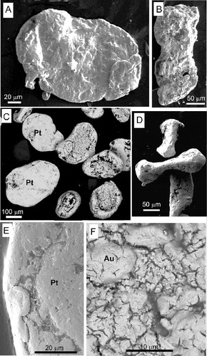 Figure 4 Scanning electron micrographs of detrital gold particles from Te Waewae Bay beaches. A, Rough flake; B, rough elongate particles are from the beach near the Waiau River mouth; C, particles from an Orepuki Beach heavy mineral concentrate, showing gold toroids with wind-peened margins and two isoferroplatinum flakes (Pt) for comparison; D, elongate gold particles with wind-peened ends from Orepuki Beach; E, close view of the incipiently wind-peened margin and smooth interior surface of an isoferroplatinum grain from Orepuki Beach; F, close view of the interior of a gold toroid from Orepuki Beach, showing irregular texture probably reflecting Au dissolution.