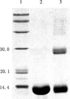 Figure 5 Characterization of the covalently crosslinked subunits of Hb by SDS-PAGE. Lane 1: standard marker; Lane 2: native Hb; and lane 3: Hb sample treated with glutaraldehyde.