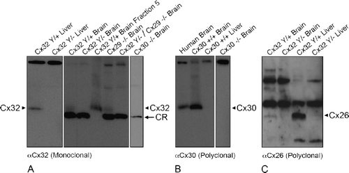 Figure 8. Cx32 antibodies do not cross-react with Cx26, Cx29, or Cx30 under denaturing/reducing conditions. (A) Liver and brain samples were prepared from wild-type (Cx32Y/×), Cx32Y/−, and Cx29−/−. Cx32Y/−/Cx29−/−, or Cx30−/− null-mutant mice, separated on 15% Tris-HCl polyacrylamide gels, and immunoblotted for Cx32 using monoclonal AB1. To distinguish between the cross-reactive protein(s) and endogenous Cx32 in brain samples, fraction 5 lysate from sucrose gradient separations (see Figure 7) of WT (Cx32Y/+) was included as a positive control. All brain samples, except WT brain fraction 5, exhibited the lower molecular weight cross-reactive band. Arrowheads indicate Cx32; arrows indicate the cross-reactive (CR) protein. (B) Immunoblotting of Cx30 in lysates prepared from human brain, wild-type mouse brain and liver, and Cx30−/− brain confirmed the presence of Cx30 in CNS tissue (arrowhead), absent from liver. Specificity was established using null-mutant controls. (C) Cx26 protein, present in Cx32Y/+ brain and liver (arrowhead), was below detection levels in Cx32Y/− tissue.