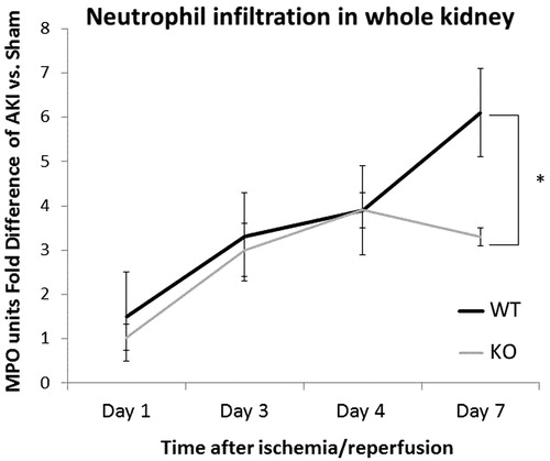 Figure 5. Mice lacking MMP-8 demonstrate a unique chemokine profile after ischemic AKI versus wild-type mice. Compared to wild-type controls, MMP-8 null mice have a reduction in neutrophil infiltration in the kidney as measured by MPO at post-operative Day 7. n = 6–8 per cohort, *p = 0.03.