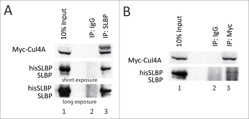 Figure 5. SLBP interacts with Cul4A. HeLa cells were transfected with Myc-Cul4A, HA-DCAF11 and hisSLBP. Cells were treated with MG132 for the last 4 hours before collection. Cells were lysed and immunoprecipitations with either nonspecific IgG, anti-SLBP (A) or anti-Myc (B) were performed. Whole cell extracts (input) and immunoprecipitates were analyzed with western blot for indicated proteins.