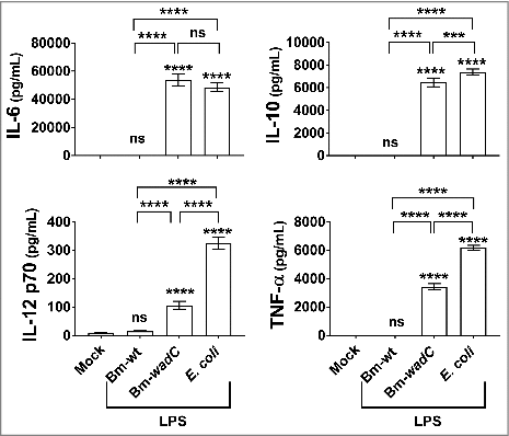 Figure 2. Unlike Bm-wt LPS, Bm-wadC LPS elicited cytokine secretion from human mo-DCs. Human GM-CSF and IL-4 derived mo-DCs were non-treated (Mock) or stimulated with Bm-wt LPS, Bm-wadC LPS or E. coli LPS for 72 h. All LPSs were used at a concentration of 20 ng/mL. Cytokine secretion was determined in culture supernatants by ELISA. The graphs show combined data from at least four independent experiments with n = 1 animal per condition. All error bars are standard deviations obtained from pooled data. Statistical analysis was performed with the parametric one-way ANOVA test, followed by variance analysis with the Tukey and Dunnett test. Significant differences from mock or from Bm-wt LPS were identical. ###, P < 0.0001; ####, P < 0.00001. ns, non-significant.
