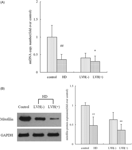 Figure 2. mtDNA copy numbers and mitofilin protein levels in PBMCs from the control and HD groups. HD: hemodialysis; LVH: left ventricular hypertrophy; mtDNA: mitochondrial DNA; PBMCs: peripheral blood mononuclear cells; ##p < .01 vs. control group; *p < .05 vs. patients without LVH; **p < .01 vs. patients without LVH.