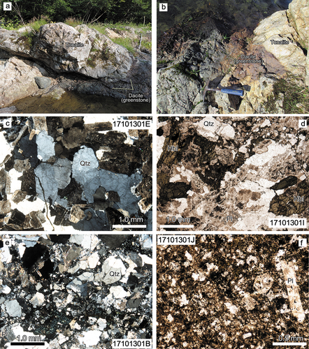Figure 2. (a,b) Field photographs and (c – f) photomicrographs of the tonalites and dacites in the study area. (a) Outcrop of tonalite and dacite (now greenstone). (b) Close-up of the intrusive boundary between the tonalites and dacites. The dacites are brown near the boundary, suggesting thermal alteration by the tonalitic intrusion. (c) Weakly deformed portion of tonalite under crossed-polarized light, consisting mainly of euhedral, heavily altered plagioclase and interstitial quartz with undulatory extinction. (d) Euhedral to subhedral hornblende under plane-polarized light. (e) Highly brecciated tonalite under crossed-polarized light. (f) Dacite containing euhedral plagioclase phenocrysts under plane-polarized light. Pl: plagioclase, Qtz: quartz, Hbl: hornblende.