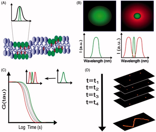 Figure 4. Super-resolution methods. (A) Features in the plasma membrane such as lipid rafts are below (green PSF) the diffraction limit (black PSF). (B) Stimulated emission depletion (STED). Left panel: PSF of confocal beam. Right panel: PSF of STED beam where in a doughnut shaped STED beam is overlaid onto a confocal beam (green) which reduces the focal volume. (C) Combination of STED and FCS. The autocorrelation function is shifted towards shorter time when STED is applied to FCS, which allows a precise quantification of the diffusion coefficient. (D) Photo-activated localization microscopy (PALM) or stochastic optical reconstruction microscopy (STORM). Single molecules are photo-activated so that there are a limited number of fluorescent events in each frame. The PSF of each fluorescent event is analysed to obtain the localizations of each molecule with nanometre precision. All localization are combined to produce a super-resolution image.