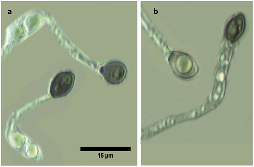 Figure 4. Conidium germlings (a) and mycelia (b) showing formation of pedicellate appressoria. Scale bar of (a) applies for (b).