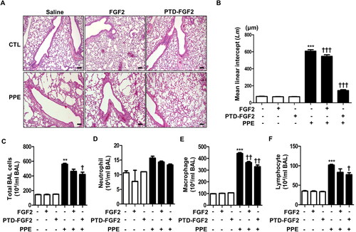 Figure 1. PTD-FGF2 treatment inhibits infiltration of inflammatory cells in emphysematous mice.C57BL/6 mice were intratracheally injected 5U of PPE in 50 μℓ of sterile PBS. After 1 d, FGF2 or PTD-FGF2 were injected intraperitoneally for 5 days. After 14 days, mice were sacrificed and lung tissues were harvested. (A) Histological analysis in each group using H&E staining. Scale bare = 100 μm (B) Mean linear intercept (Lm) was measured in alveoli space distance. (C) Total cells, (D) neutrophils, (E) macrophages and (F) lymphocytes in BALF were measured by cytospin and Giemsa staining analysis. **p < 0.01 and ***p < 0.001 compared with control by one-way ANOVA. †p < 0.01 and †††p < 0.001 compared with PPE injection by one-way ANOVA.
