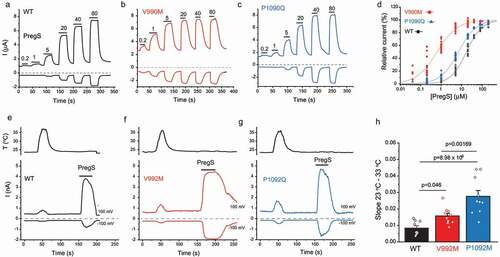 Figure 2. The effect of disease-associated TRPM3 mutations on agonist sensitivity and heat sensitivity