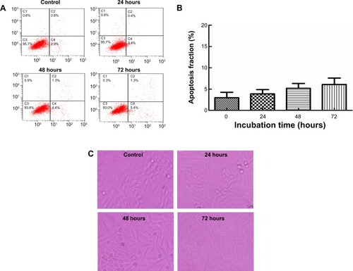 Figure 2 Effect of troglitazone (TGZ) on SiHa cell apoptosis.