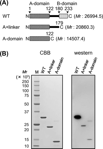 Fig. 1. Purification of TaGins51 proteins.Notes: (A) Domain organization of the TaGins51 proteins used in this study. TaGins51-WT is composed of an α-helical A-domain, a β-stranded B-domain, and a disordered linker region between the two domains. (B) The purified TaGins51-WT, A + linker, and A-domain proteins (1 μg) were subjected to 10–20% SDS-PAGE, and were stained by Coomassie brilliant blue (left panel). For the Western blot analysis, 5 ng of the recombinant proteins were loaded onto the gel, followed by blotting and reactions with antibodies (right panel). M, molecular mass standards (BIO-RAD).