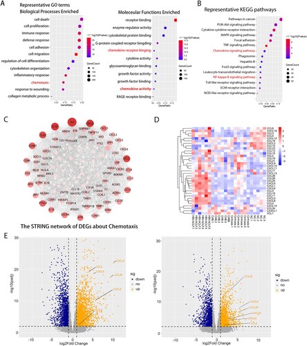 Figure 2. Transcriptome sequencing data analysis indicated the important role of inflammation and chemotaxis in the development of HBV-ACLF. The overlapping up-regulated DEGs of ACLF vs. CHB and ACLF vs. LC were analyzed for enrichment of (A) GO molecular functions and (B) KEGG pathways. (C) Protein–protein association network of DEGs related to chemotaxis from the overlapping up-regulated DEGs of ACLF vs. CHB and ACLF vs. LC. (D) Heatmap of chemokine and chemokine receptor genes among ACLF, LC, CHB and NC groups. (E) The volcano plot showing the expression of the key chemokines (CXCL8, CCL2, CCL5, CCL20, CXCL5, CXCL6) associated with ACLF between HBV-ACLF vs. CHB (left) and HBV-ACLF vs. LC (right). Abbreviations: ACLF, acute-on-chronic liver failure; CHB, chronic hepatitis B; DEGs, differentially expressed genes; HBV, hepatitis B virus; LC, liver cirrhosis; NC, normal controls; GO: gene ontology; KEGG: Kyoto Encyclopedia of Genes and Genomes.