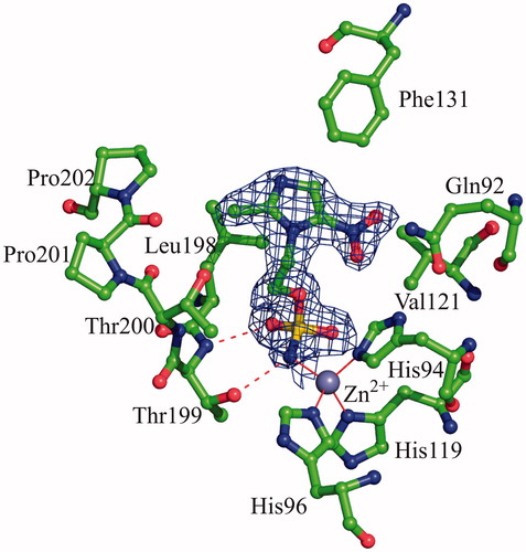 Figure 2. Active site region in the hCAII/3 complex. Hydrogen bonds, active site Zn2+ coordination and residues establishing van der Waals interactions (distance <4.0 Å) with the inhibitor are reported. Sigma-A weighted |2Fo-Fc| simulated annealing omit map (at 1.0 sigma) relative to the inhibitor molecule is also shown.