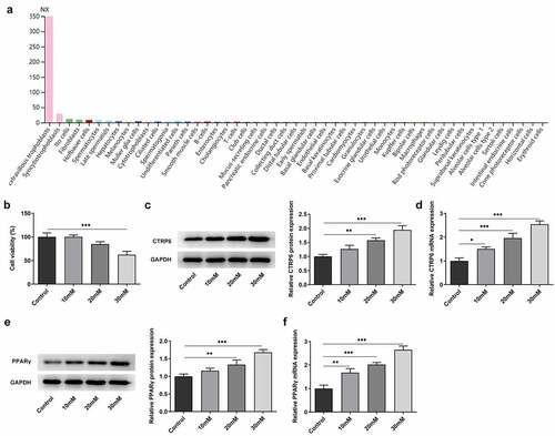 Figure 1. (a) Expression levels of CTRP6 in different types of cells from the analysis result of HPA website. (b) Cell viability in each group was assessed using a CCK-8 assay. Expression levels of CTRP6 in each group of cells were determined using (c) Western blotting and (d) RT-qPCR. Expression levels of PPARγ were determined using (e) Western blotting and (f) RT-qPCR. *p < 0.05, **P < 0.01, ***P < 0.001.