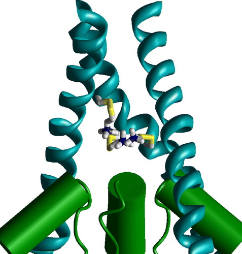 Figure 7.  Side view on the superimposition of the closed channel models with L + 25, I + 28 and T + 32 substituted by MTSET bound cysteines. Due to conformational flexibility of the label, the ammonium groups of all three substitutes are located at the focus of M2 helical dipoles. This figure appears in colour in Molecular Membrane Biology online.