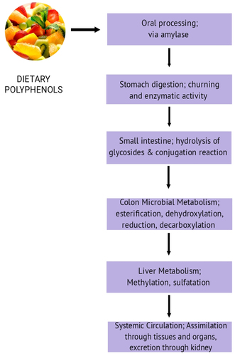 Figure 5. Metabolism of polyphenols by gut microbiota.