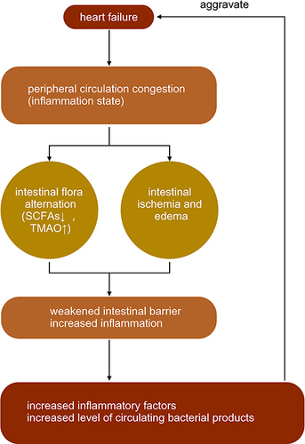 Figure 1 The interaction between heart failure and intestinal flora.