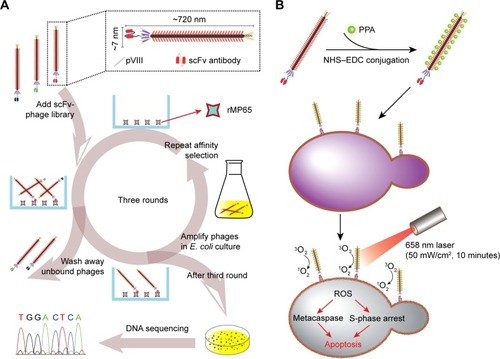 Scheme 1 Biopanning process for screening of scFv-phage targeting rMP65 (A) and the photodynamic inactivation of PPA-JM-phage (B).Notes: First, scFv-phage against rMP65 was screened from scFv-phage libraries. Second, JM-phage with major coat protein pVIII was combined with PPA. Third, PPA-JM-phage had photodynamic activity and was employed in treatment with Candida albicans cells under irradiation with a 658 nm laser.Abbreviations: scFv, single-chain variable fragment; PPA, pheophorbide A; NHS, N-hydroxysuccinimide; EDC, 1-ethyl-3-(3-dimethylaminopropyl)-carbodiimide; ROS, reactive oxygen species.