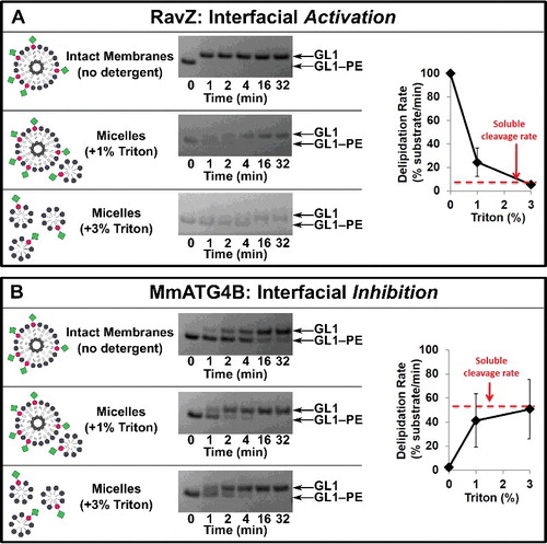 Figure 3. Protease selectivity is driven predominantly by interfacial recognition of intact membranes. RavZ (A) and MmATG4 (B) delipidation of GABARAPL1–PE (GL1–PE) in the presence of the nonionic detergent Triton X-100. Liposomes were incubated with the indicated percent of Triton X-100 for 10 min on ice before the addition of protease (1 µM). Delipidation assays were then conducted as in Figure 1. Graphs display the average delipidation rate of 3 independent proteolysis experiments. Error bars display ± 1 standard deviation.