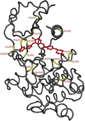 Figure 2 Position of relevant AA substitutions within the Abl kinase causing resistance to imatinib. The structure of Abl is shown in its inactive status bound to imatinib. Relevant AA are highlighted in yellow. Derived from CitationNagar et al (2002).