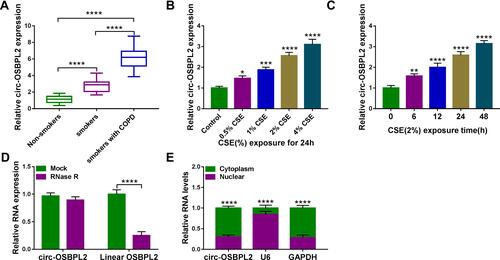 Figure 1 Circ-OSBPL2 is up-regulated in COPD tissues and CSE-induced HBECs. (A) qRT-PCR analysis of circ-OSBPL2 expression in 81 cases of lung tissue specimens from non-smokers (n = 21), smokers (n = 27), and smokers with COPD (n = 33) groups. (B) qRT-PCR analysis of circ-OSBPL2 expression in 16HBE cells (n=3) after varying concentration of CSE exposure (0, 0.5, 1, 2, 4%) for 24 h (vs the control group). (C) qRT-PCR analysis of circ-OSBPL2 expression in 16HBE cells (n=3) exposed to 2% CSE for 0, 6, 12, 24 and 48 h (vs the control group). (D) qRT-PCR analysis of circ-OSBPL2 and linear OSBPL2 mRNA expression in 16HBE cells after RNase R treatment (n=3). (E) qRT-PCR analysis of circ-OSBPL2, GAPDH, and U6 RNA in purified 16HBE cell nuclear and cytoplasmic fractions (n=3). *P <0.05, **P< 0.01, ***P<0.001, ****P < 0.0001.