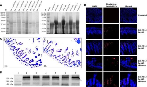 Figure 4 Omnizyme® and ex vivo loop assay.Notes: (A) Omnizyme assay revealed comparatively higher stability of bLf in (b) silk + bLf forms when compared to (a) bLf alone. (B) Confocal images from the intestinal sections revealed the presence of labeled silk NPs (red) in the intestinal sections. Magnification 40×. (C) Hematoxylin and eosin staining of structure and morphology of villi from ileum sections (40× magnification) incubated with (a and b) silk + bLf NPs. (D) Western blotting of labeled silk + Fe-bLf collected from duplicate treatments of duodenum, jejunum, and ileum. Lane 1, the marker; lane 2, silk NPs + Fe-bLf duodenum 1; lane 3, silk NPs + Fe-bLf duodenum 2; lane 4, silk NPs + Fe-bLf jejunum 1; lane 5, silk NPs + Fe-bLf jejunum 2; lane 6, silk NPs + Fe-bLf ileum 1; and lane 7, silk NPs + Fe-bLf ileum 2.Abbreviations: DAPI, 4′6-diamidino-2-phenylindole; NPs, nanoparticles; bLf, bovine lactoferrin; Apo-bLf, apo-bovine lactoferrin; Fe-bLf, iron-saturated bovine lactoferrin; hr, hours.