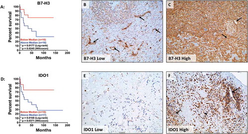Figure 7. B7H3 and IDO1 protein expression independently correlate with decreased survival. Kaplan-Meier curves of (A) B7-H3 and (D) IDO1 expression in osteosarcoma TMAs. Representative images of osteosarcoma tissue cores expressing (B) low levels of B7-H3, (C) high levels of B7-H3, (E) low levels of IDO1, and (F) high levels of IDO1. Low expression (red) is defined as IHC score below the mean and high expression (blue) is defined as IHC score above the mean. Statistical significance (p ≤ 0.05) was determined using both log-rank and Wilcoxon tests. Black arrows denote tumor vasculature. Scale bar = 50#181;m.