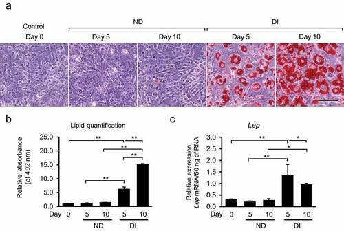 Figure 1. Oil Red O (ORO) staining and quantification of accumulated lipid droplets in non-differentiated (ND) and differentiated (DI) 3T3-L1 cells on days 0, 5, and 10. (a) Accumulation of lipid droplets was observed in the DI groups by staining with ORO, at days 5 and 10 after differentiation induction. Scale bar = 100 µm. (b) Quantification of lipid droplet accumulation in 3T3-L1 cells. The absorbance of the eluted ORO obtained from the stained oil droplets was measured using a microplate reader at 492 nm. *P < 0.05 and **P < 0.01 using Bonferroni test. (c) Relative Lep mRNA expression per 50 ng of RNA in all five groups. Lep expression was higher in the DI groups than in the ND groups, indicating the stage of mature adipocytes in the DI groups. *P < 0.05 and **P < 0.01 using Bonferroni test. Data are presented as the mean ± standard deviation (SD) of triplicate samples.