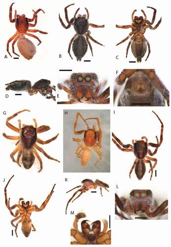 Figure 7. Cytaea asper comb nov. (a) female Syntype ZMH of Hasarius barbatissima dorsal view; (b) S103029 dorsal view; (c) same, ventral view; (d) same, lateral view; (e) same, frontal view; (f) same, epigyne; (g) male Syntype MCSN of Plexippus severus dorsal view; (h) male Syntype of Euryattus senex MNHN dorsal view; (i) male S103076 dorsal view; (j) same, ventral view; (k) same lateral view; (l) same, frontal view; (m) same chelicerae. Scale bars 1 mm