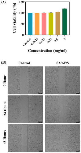 Figure 8. (A) MTT assay for different concentrations of SA/AV/S scaffold on human skin keratinocyte cells. (B) In vitro scratch wound assay – Photos were taken at 0, 24 and 48 h.