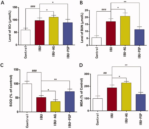 Figure 6. Serum creatinine (A), urea nitrogen (B) in blood and SOD activity (C), MDA concentration (D) in kidney of rats (n = 10; *p<.1 vs. IBU, **p<.01 vs. IBU, ##p<.01 vs. control, ###p<.001 vs. control).