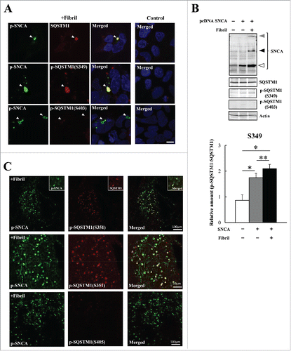 Figure 2. Generation of SNCA aggregates induces the phosphorylation of SQSTM1 on S349 but not on S403. (A) SNCA fibrils (+Fibril) or PBS-mock (Control) were introduced using a transfection reagent into HEK293 cells exogenously expressing human SNCA. After 24 h, the cells were subjected to immunocytochemical analysis using anti-phosphorylated SNCA (p-SNCA), anti-SQSTM1 (SQSTM1), and anti-phosphorylated SQSTM1 (p-SQSTM1 [S349] and p-SQSTM1 [S403]) antibodies. Cell nuclei were counterstained blue with DAPI. Scale bar: 10 μm. Lewy body-like SNCA aggregates are indicated by arrowheads. (B) Lysates of HEK293 (lane 1), HEK293 exogenously expressing human SNCA (lane 2), and HEK293 introduced with SNCA fibrils (lane 3) were analyzed by immunoblotting with anti-SNCA, anti-SQSTM1, anti-phosphorylated SQSTM1, and anti-actin antibodies. Arrowheads indicate molecular species of SNCA including SDS-soluble forms (open arrowhead), SDS-insoluble dimer (closed black arrowhead), and SDS-insoluble aggregates (closed gray arrowhead). Band intensities were measured, and phosphorylated-SQSTM1 values were normalized to total SQSTM1. The data are reported as means ± SD (n = 4). Statistical analyses were performed using one-way ANOVA, followed by the Tukey post-hoc test. *P < 0.01, **P < 0.05. (C) SNCA fibrils were microinjected into the striatum of mice. After 6 mo, the striatum was immunohistochemically examined using anti-phosphorylated SNCA (p-SNCA), anti-SQSTM1 (SQSTM1), and anti-phosphorylated SQSTM1 (p-SQSTM1 [S351] and p-SQSTM1 [S405]) antibodies. The insets show colocalization images of p-SNCA and SQSTM1. Scales are indicated on the images. Middle panels are high-magnification images of upper panels.