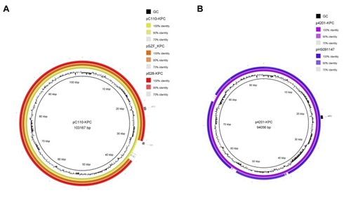 Figure 2 The circular maps of pC110-KPC and p4201-KPC. (A). The circle in yellow represented plasmid pC110-KPC, in orange represented pSZF_KPC, in red represented p628-KPC. (B). The circle in purple represented p4201-KPC, in blue represented pHS091157. The peak map in (A) and (B) represented the GC content of plasmid pC110-KPC and p4201-KPC respectively. Arcs in grey indicate the position of blaKPC and blaqnr in plasmids pC110-KPC and p4201-KPC. The maps were created by Brig v0.95.