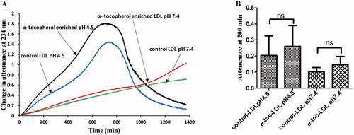 Figure 1. Effect of α-tocopherol enrichment on LDL oxidation by ferritin. (A) Control LDL or LDL enriched with α-tocopherol (50 µg protein/ml) was oxidized by ferritin (0.1 µM) in a sodium acetate buffer of pH 4.5 or a MOPS buffer of pH 7.4. The formation of conjugated dienes and at later times aggregation was monitored as attenuance (absorbance plus UV scattering) at 234 nm. This result is representative of four independent experiments. (B) The mean ± SEM of attenuance at 200 min (which was still in the oxidation phase, rather than the aggregation phase) were compared by one-way ANOVA (n = 4) followed by a Tukey’s post-hoc test (p > 0.05). ns indicates not significantly different to the indicated comparison.