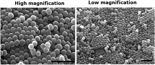 Figure 1. (a) Reaction of styrene and divinylbenzene to produce lightly cross-linked polystyrene (PS) microspheres. (b) Scanning electron micrographs of PS microspheres at high (left) and low (right) magnification; scale bar = 5 µm.