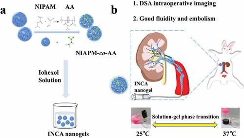 Scheme 1. Schematic diagram of smart thermosensitive X-ray radiopaque INCA nanogel with intraoperative visualization and durable embolization properties in rabbit renal arteries.