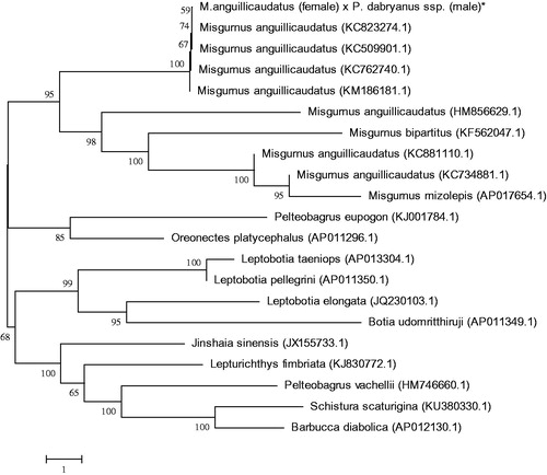 Figure 1. Phylogenetic relationship of the hybrid loach of M. anguillicaudatus (female) and P. dabryanus ssp. (male) stock with other loach as inferred by entire mitogenome. *The hybrid loach (accession number: MG938589) in the position of the evolutionary tree. Trees were reconstructed using MEGA 7 program (Kumar, Tamura, Nei) with neighbour-joining method. Numbers above branches are bootstrap values by 1000 replicates. The phylogenetic tree showed that the hybrid loach to be one of Misgurnus, and the other loaches had their own branches.