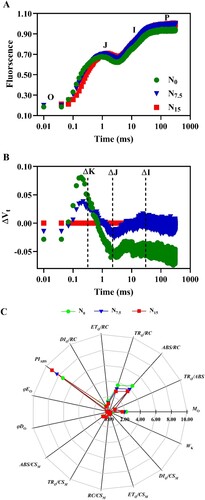 Figure 8. Effects of nitrogen levels on chlorophyll fluorescence transients of P. notoginseng. (A) O, J, I, and P phase represent the fluorescence at T = 20 μs, 2, 30 and 300 ms, respectively. (B) Effects of nitrogen levels on relative variable fluorescence (ΔVt). ΔVt = V(treatment)-V(control), ΔK, ΔJ and ΔI represent the relative variable fluorescence at T = 300 μs, 2, 30 ms. (C) The radar diagram of JIP-test index under different N levels. Green represents N0, bule represents N7.5, red represents N15. Values for each point were means (n = 3).