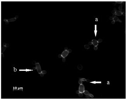 Figure 7. Confocal micrograph of Y. lipolytica W29. Yeast-like form (a); elongated yeast-like form (b).