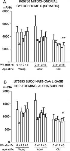 Figure 2. mRNA levels of 2 mitochondrial genes whose expression was depressed in old rats. Note that the old rats had reduced RNA levels in unfractured bone, and were minimally affected by fracture. In contrast, the young rats had a higher level of RNA expression initially, which decreased transiently after fracture. The data are presented as in Figure 1.