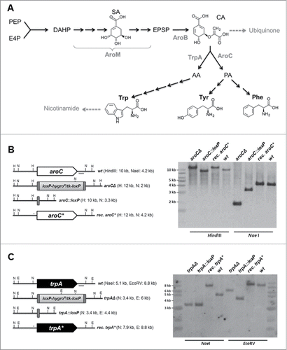 Figure 1. Targeting of genes encoding key enzymes of fungal aromatic amino acids biosynthesis. (A) Schematic outline of aromatic amino acid biosynthesis in Aspergillus. Starting reagents erythrose-4-phosphate (E4P) and phosphoenolpyruvate (PEP) as well as intermediates chorismic acid (CA), prephenic acid (PA), and anthanilate (AA) are indicated, together with encoding genes of key enzymatic activities, such as aroM (multifunctional enzyme, encoded by A. fumigatus annotated locus AfuA_1G13740), aroB (chorismate synthase, AfuA_1G06940), aroC (chorismate mutase, AfuA_5G13130), and trpA (anthranilate synthase I, AfuA_6G12580). (B) and (C) Schematic outlines of the genomic situation for the targeted gene loci aroC and trpA together with Southern hybridization analyses indicating successful deletion, marker excision, and reconstitution.