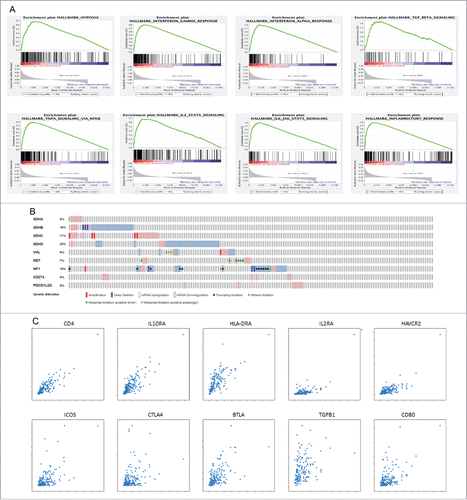 Figure 3. Panel A illustrates the enrichment plots for 8 hallmark signatures positively correlating with PD-L2 (PDCD1LG2) expression in the PCC/PGL TCGA data set (n = 184). Panel B illustrates the relationship between PD-L1 and 2 expression and functionally relevant genomic alterations in 6 major susceptibility loci for familial PCC/PGL (SDH subunits A-D, VHL, NF-1 and RET). Panel C illustrates linear regression analysis correlating PD-L2 expression with a panel of genes reflecting immune-exhausted T cell responses including CD4, IL10RA, HLA-DRA, IL2RA, HAVCR2 (Tim-3), ICOS, CTLA-4, BTLA, TGFB1, CD80.