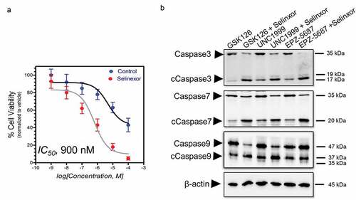 Figure 11. Combining selinexor with GSK126, EPZ-5687, and UNC1999 increased cell apoptosis signals in THP-1 cells. (a) THP-1 cells or hTERT cells (control) were treated with increasing concentration [1 × 10−Citation4 to 100, μM] of selinexor for 96 hours. (b) Western blot analysis of caspase3, caspase7, and caspase 9 in THP-1 cells treated with 1 µM of GSK126, EPZ-5687, and UNC1999 in the absence or presence of selinexor. Levels of caspase3, 7, and 9 and their cleaved forms were detected and normalized to total β-actin protein (loading control)