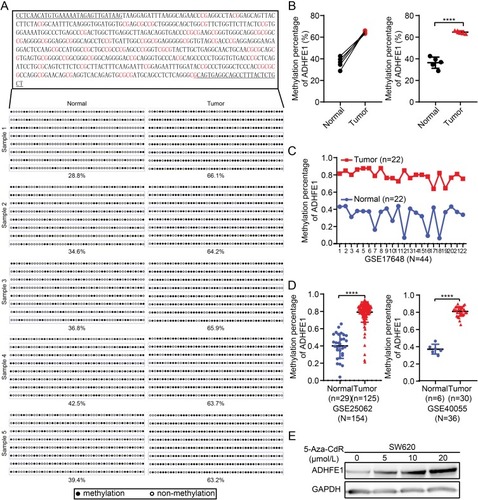 Figure 4 ADHFE1 is hypermethylated in CRC. (A and B) The degree of CpG island methylation of ADHFE1 promoter in 5 paired CRC tissues. (C and D) The results of GEO analyses of the methylation level in the promoter of ADHFE1 in CRC compared with that in the normal intestinal mucosa. (E) Treatment with a DNA demethylation agent 5-Aza-CdR increased ADHFE1 expression at different levels in the CRC cell line SW620. ****p<0.0001.