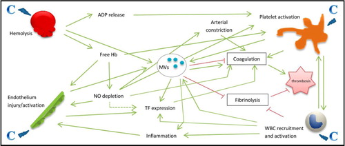 Fig. 2 Overview of the multiple mechanisms involved in the occurrence of thrombosis in PNH patients. Complement (C) activation is responsible of haemolysis, platelet activation, endothelium injury and activation, and white blood cell (WBC) recruitment and activation. From there, multiple mechanisms induce a hypercoagulable state with the occurrence of thrombosis. Note the central role of extracellular vesicles (or microvesicles: MVs). ADP=adenosine diphosphate, Hb=haemoglobin, NO=nitric oxide, TF=tissue factor.