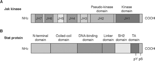FIG. 2 Schematic structure of Jak kinases (A) and Stat proteins (B). Jak kinases have seven regions with sequence similarity. JH: Jak homology. Stat proteins have six domains with sequence similarity. SH2: Src homology 2 domain.